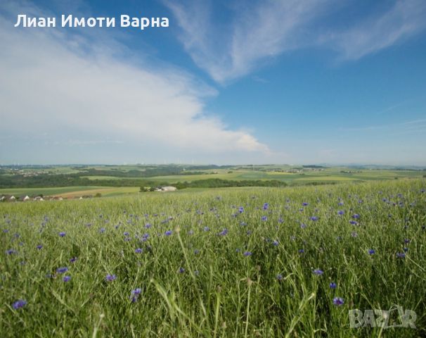 Земеделска земя 6.9 дка с. Добри дол , снимка 1 - Земеделска земя - 46071071