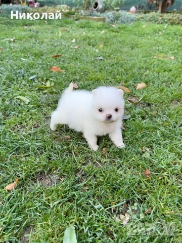 Померан мини момиче. Померанче, снимка 2 - Померан - 52425914