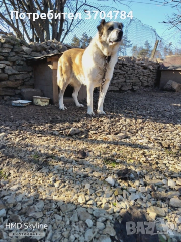 Продавам Сао алабай 