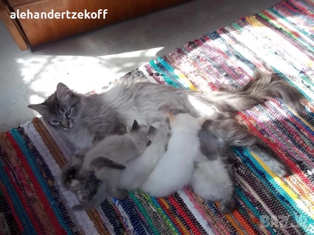 Невска маскарадна котка Neva Masquerade, снимка 2 - Сибирски - 51691685