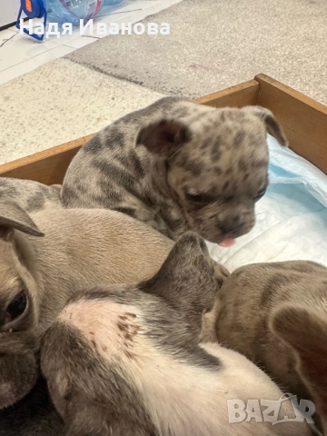 Френски булдог - Мерле, снимка 7 - Френски булдог - 52795127