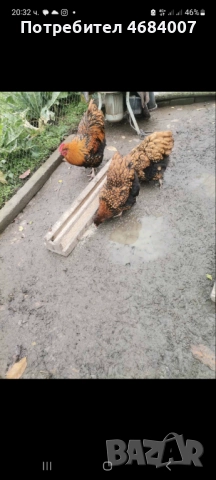 Продавам златно кантирани петли , снимка 2 - други­ - 52806144