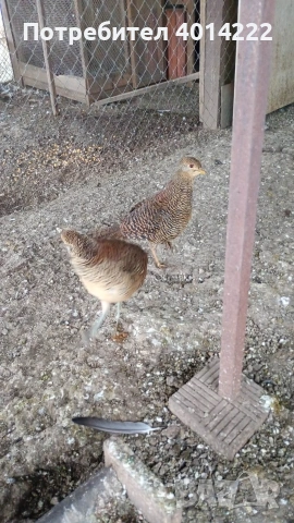 Женски червено-златни фазани , снимка 2 - Папагали - 53398880