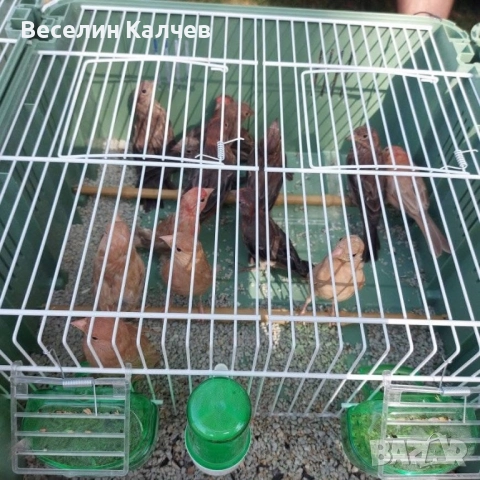 Мексикански чинки