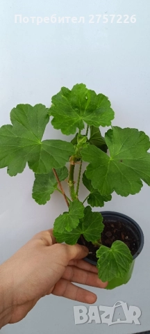 Grainger antique rose , снимка 5 - Стайни растения - 52510021