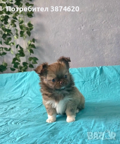 чихуахуа момченца , снимка 8 - Чихуахуа - 54112791