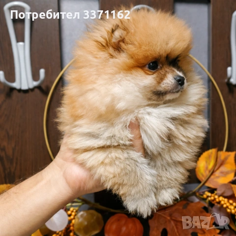  Двумесечен померан