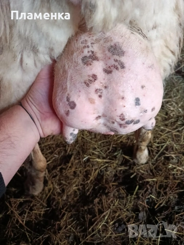 Продавам овца, снимка 3 - Овце - 53992108