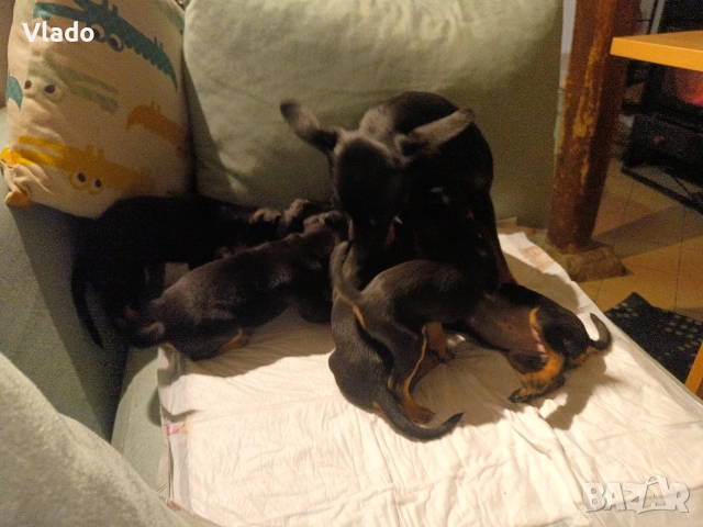 Пинчери ваксинирани с паспорти от 10.02.26г., снимка 4 - Пинчер - 53431751