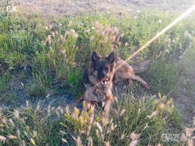 Дългокосместа женска немска овчарка , снимка 4 - Немска овчарка - 52532232