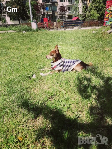 Пинчер си търси Дама 