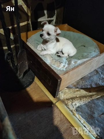 чихуахуа момиче, снимка 4 - Чихуахуа - 52745242