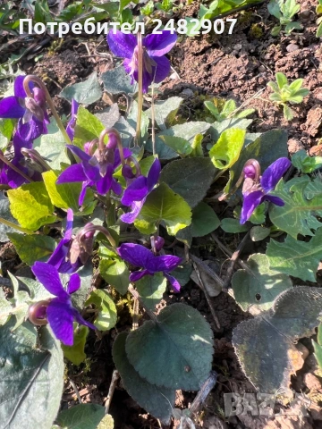 Горска теменужка - корен, снимка 2 - Градински цветя и растения - 54118899