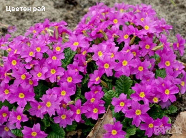 Домашна иглика с грудка , снимка 12 - Градински цветя и растения - 51949012