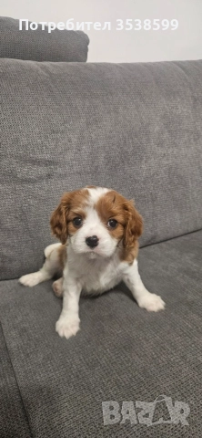 Кавалер Кинг Чарлз Шпаньол 