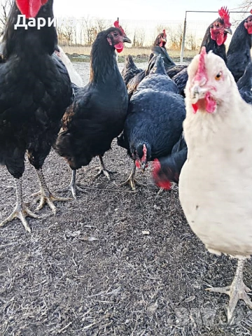 Оплодени яйца от кокошки Джърси Гигант, снимка 3 - Кокошки и пуйки - 53409993