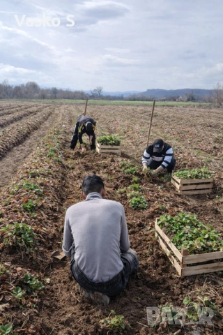 Разсад ягоди и малини цена 0.30€  Тел за поръчка 0887169442  „Алба е първият лъч на лятото – ягода с