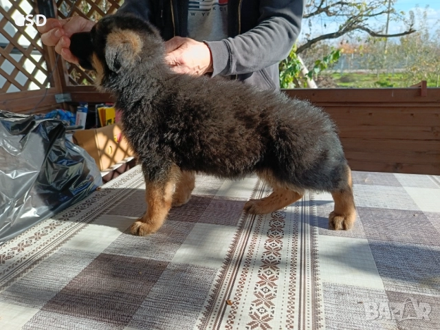 немска овчарка , снимка 9 - Немска овчарка - 52502541