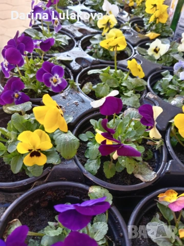 Мини теменужка 