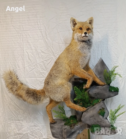 препарирани животни фазани и лисица , снимка 4 - Други стоки за дома - 52719535