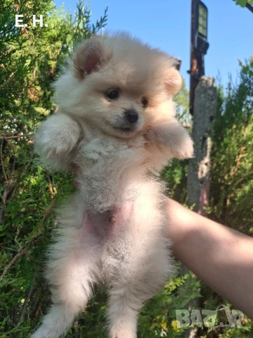 померанчета 