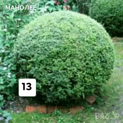 💐💐💐💐50 РЕЗНИКА В ЕДИН ПАКЕТ /видове по избор/ ЗА 10 € 💐🎁🪷🌞, снимка 14 - Градински цветя и растения - 53230275