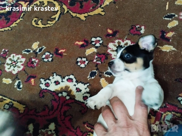 Кученца, снимка 13 - Други - 53511931