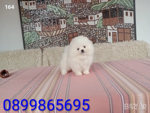 Различни възрасти ! Чисто бели мини Померани. Реални снимки от 21.03.26