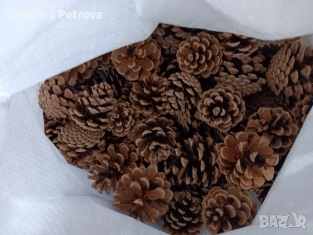 Шишарки от Черен, Бял и Морски бор, и смърч за декорация