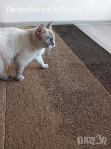 Британска късокосместа Колор пойнт , снимка 4 - Британска късокосместа - 53051504