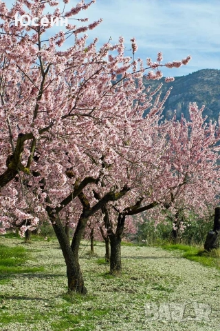 Фиданки от бадем, снимка 4 - Разсади - 52678260