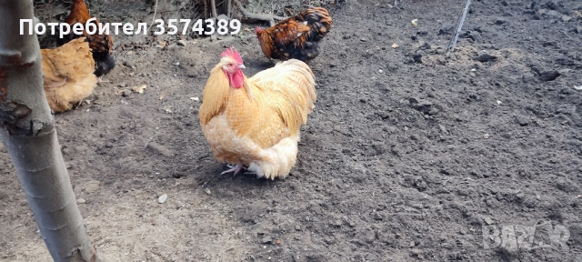 Продавам петли