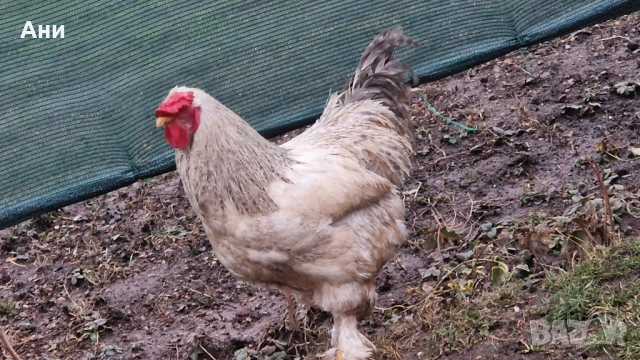 Едър петел в  София, излюпен Юли 2025, снимка 2 - Кокошки и пуйки - 52642388