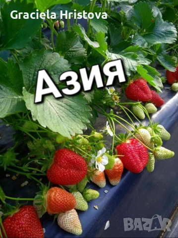 Продавам здрав разсад ягоди , снимка 13 - Градински цветя и растения - 53912419