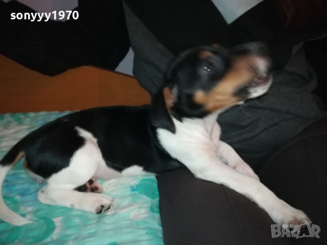 КУТРЕ//ПАЛЕ ДЖАК РЪСЕЛ НА 3 МЕСЕЦА-МОМИЧЕ 2411251124, снимка 2 - Джак ръсел териер - 52521058