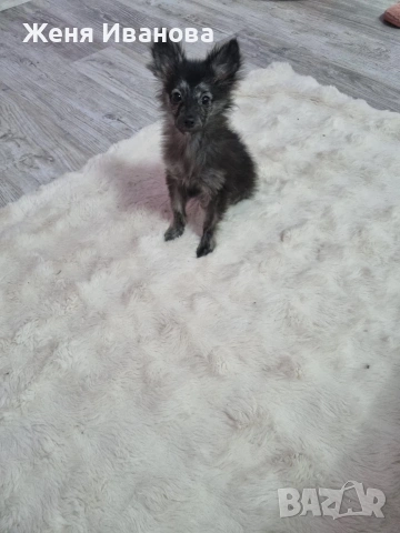 Померан Шпиц, снимка 3 - Шпиц - 53275397