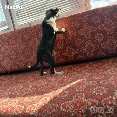 продавам женски пинчер , снимка 6 - Пинчер - 53598255