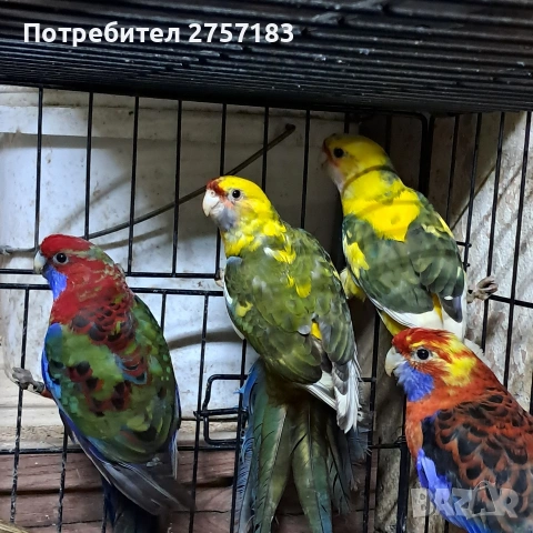 продавам пенантови розели и страка, снимка 3 - Папагали - 53897872