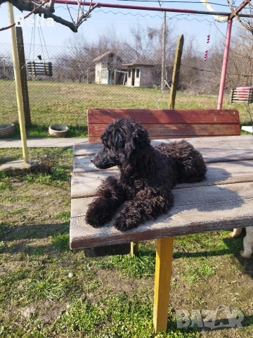 Мини пудел , снимка 5 - Пудели - 54131695