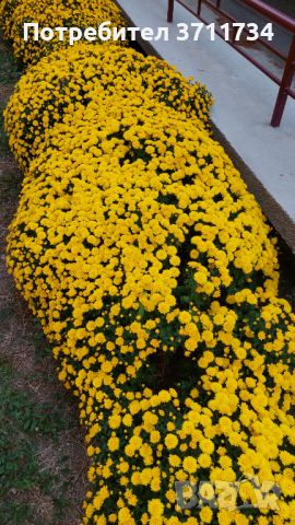 Хризантеми, снимка 2 - Градински цветя и растения - 45324670