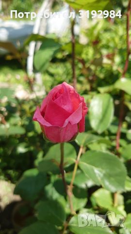 Рози, снимка 2 - Градински цветя и растения - 45479639