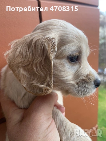 Кокер шпаньол момче ваксина родословен баща, снимка 2 - Кокер шпаньол - 54086998