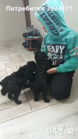 Малки игриви момичета си търсят своя нов дом, снимка 5 - Пудели - 53063476