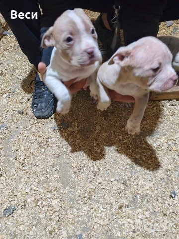 Американски булита стандарт , снимка 4 - Американски стафордширски териер - 53759227