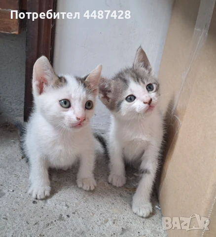 Подарявам котенца!