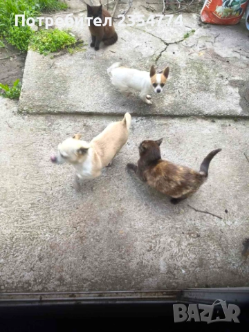 чихуахуа женско, снимка 5 - Чихуахуа - 54115089