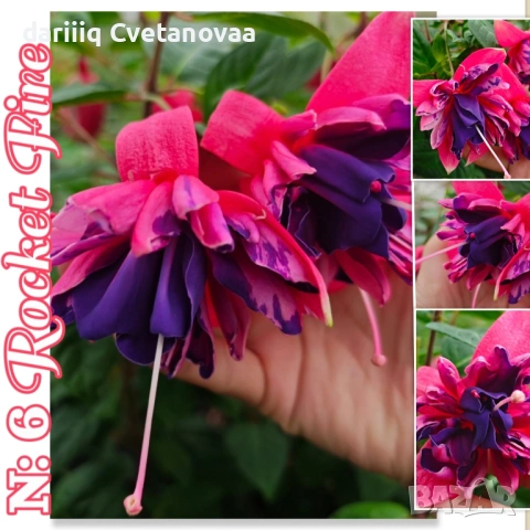 КАСКАДНА ФУКСИЯ ЦАРИЦАТА НА ЦВЕТЯТА , снимка 11 - Градински цветя и растения - 54220317