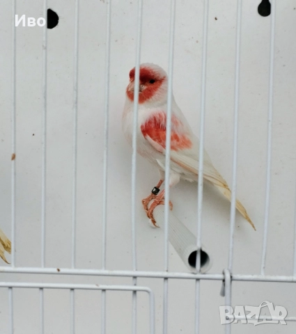 Червени и червена мозайка , снимка 7 - Канари - 52592823