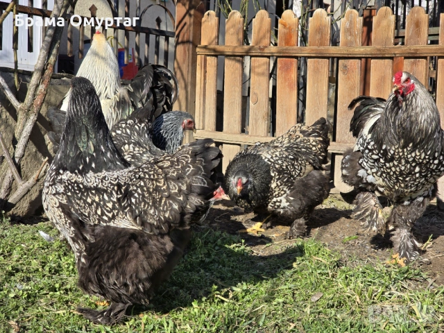 Продавам разплодни яйца от Сребърно кантирана барма (Silver Laced), снимка 12 - Кокошки и пуйки - 53811785