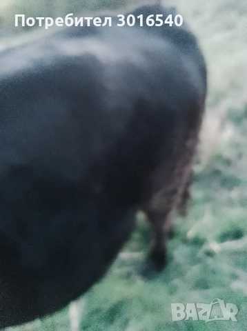 теле за продан